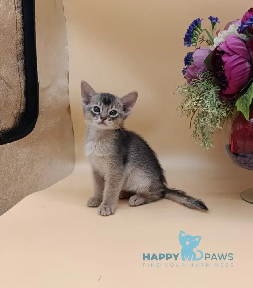 Charlie Abyssinian male blue live animals