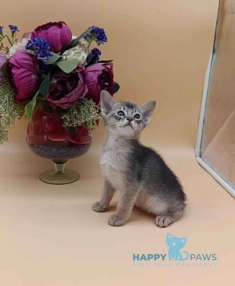 Charlie Abyssinian male blue live animals
