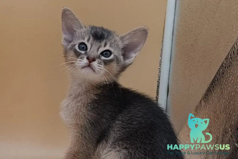 Charlie Abyssinian male blue live animals