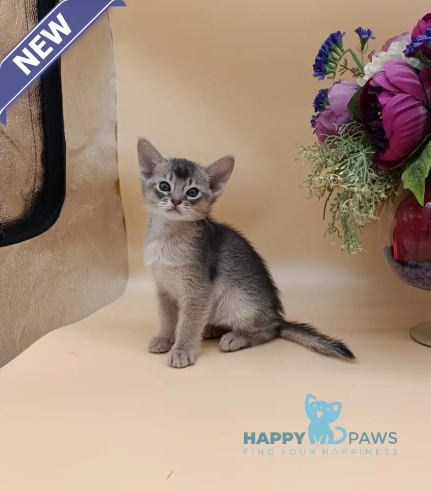 Charlie Abyssinian male blue live animals