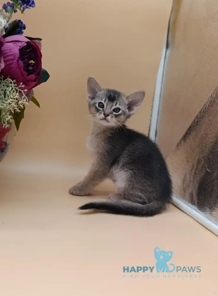 Charlie Abyssinian male blue live animals
