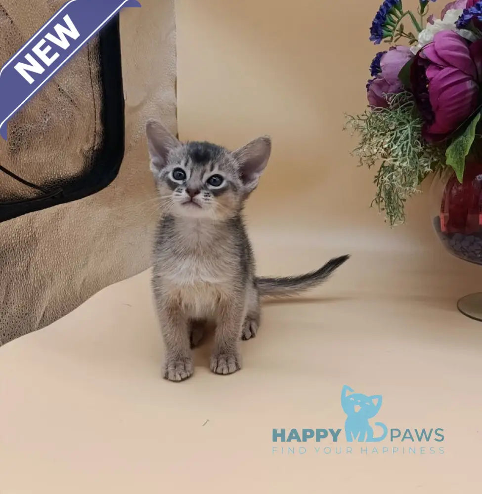 Charlie Abyssinian male blue live animals