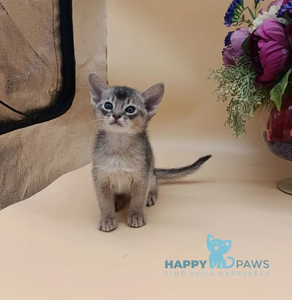 Charlie Abyssinian male blue live animals