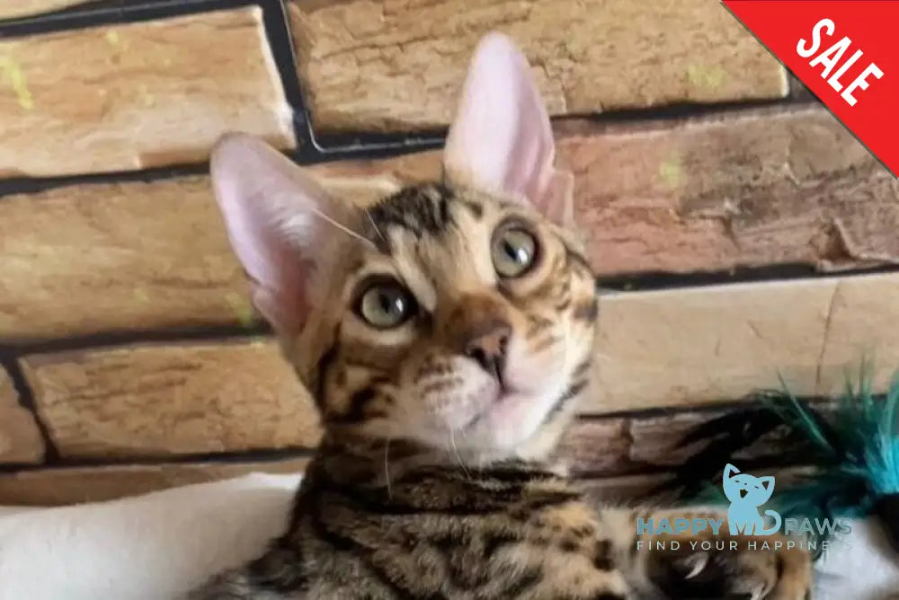 Charlie Bengal male black spotted tabby live animals