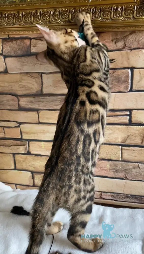 Charlie Bengal male black spotted tabby live animals