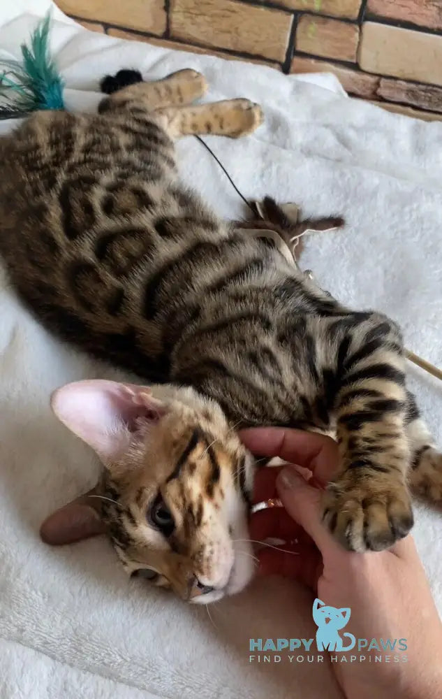 Charlie Bengal male black spotted tabby live animals