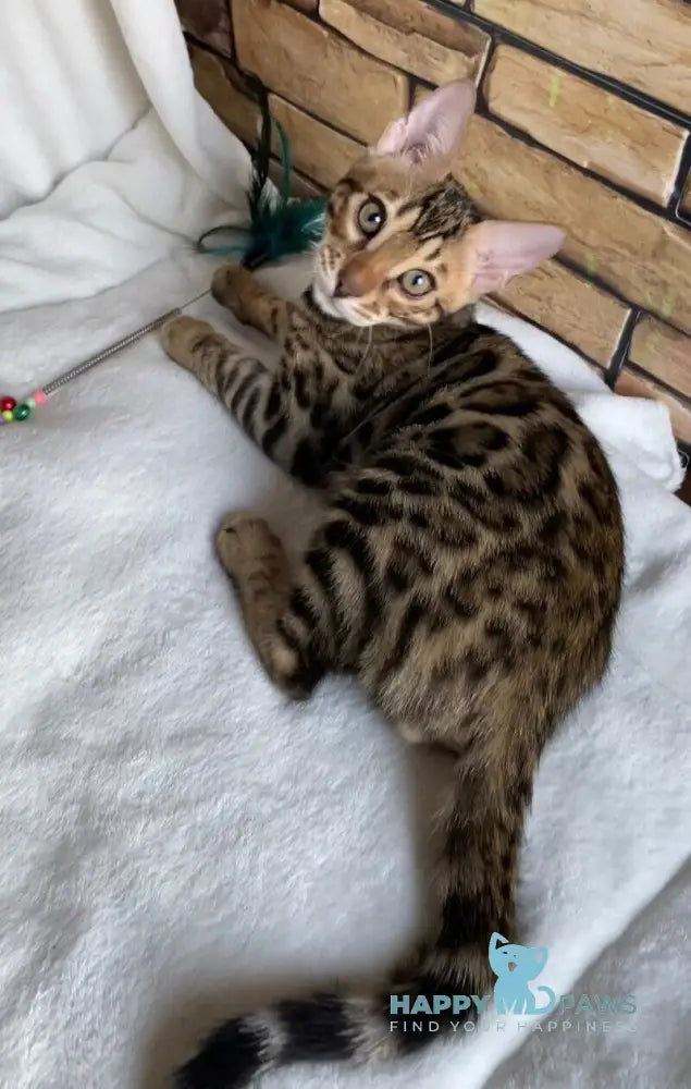 Charlie Bengal male black spotted tabby live animals