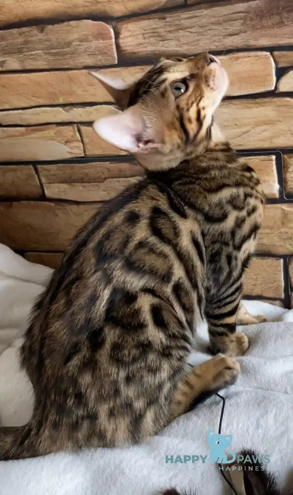 Charlie Bengal male black spotted tabby live animals