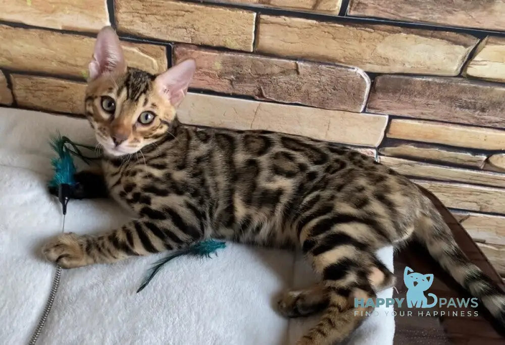Charlie Bengal male black spotted tabby live animals