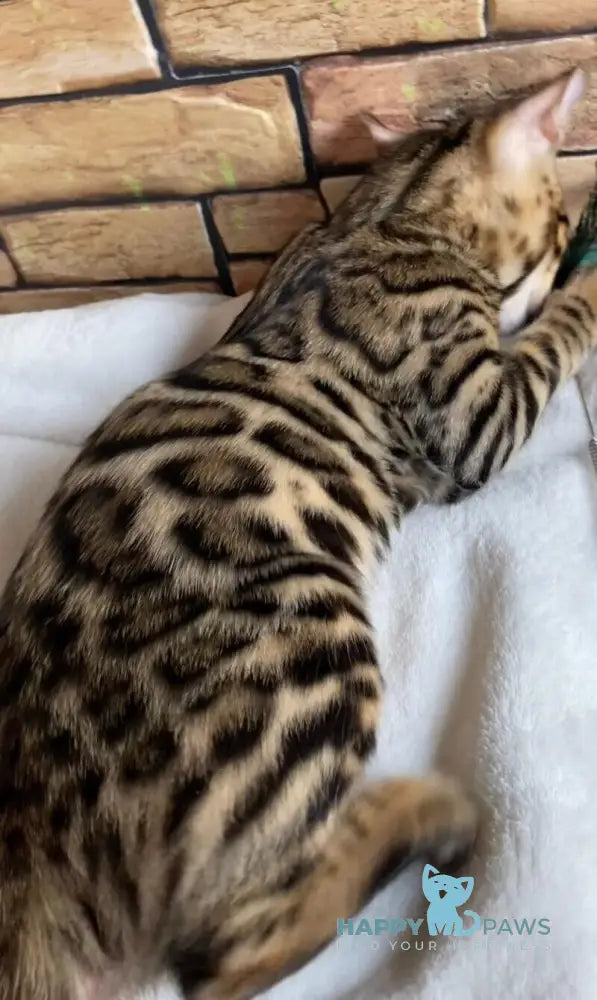 Charlie Bengal male black spotted tabby live animals