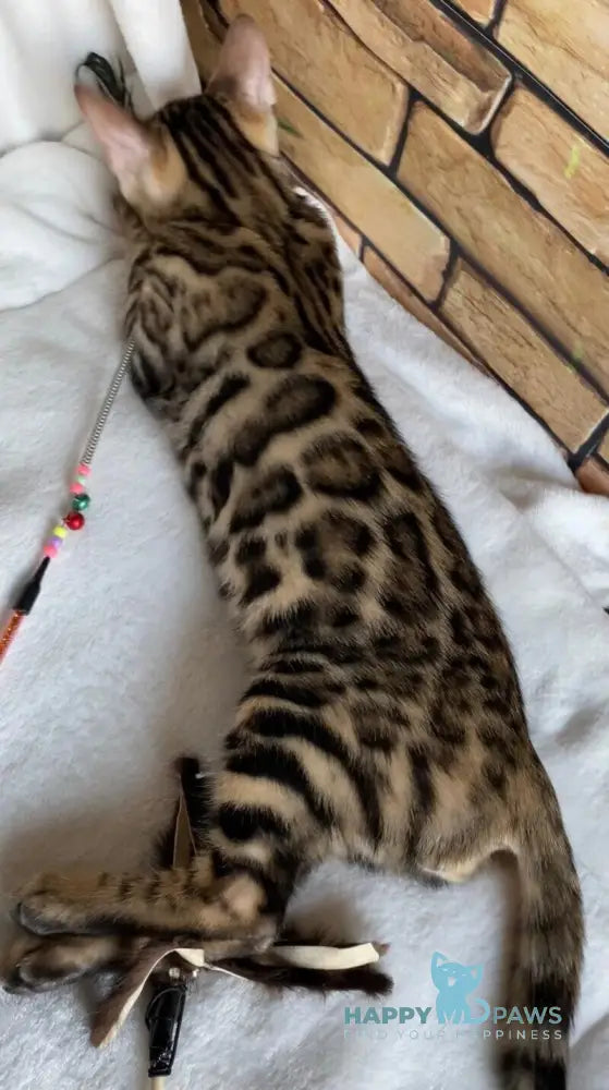 Charlie Bengal male black spotted tabby live animals