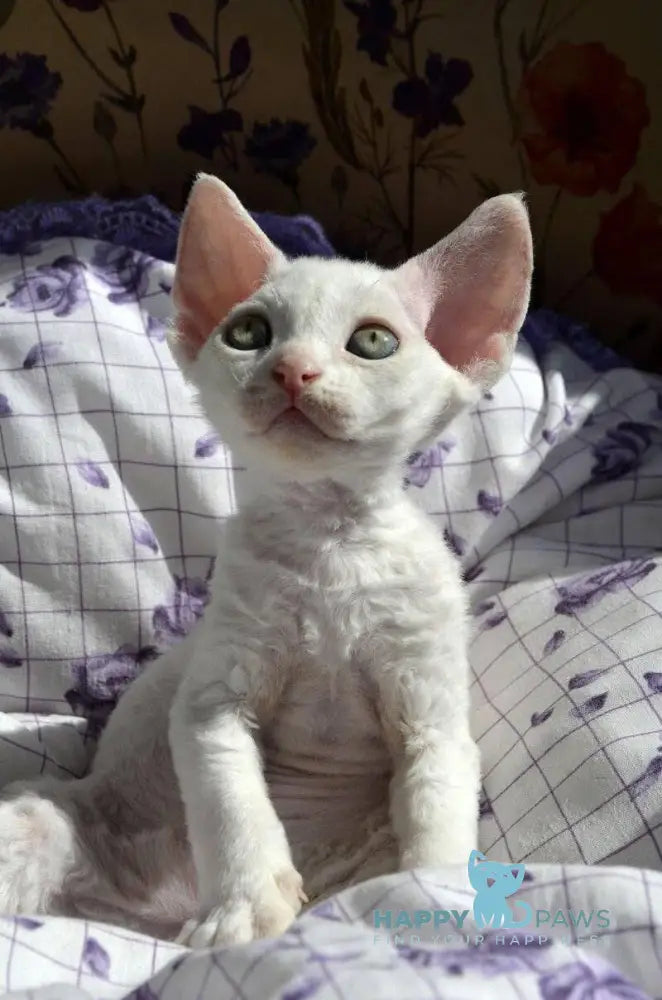 Charlie Devon Rex female white live animals