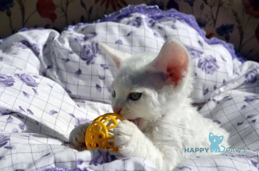 Charlie Devon Rex female white live animals