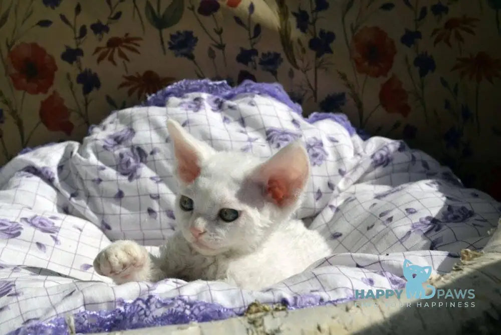 Charlie Devon Rex female white live animals