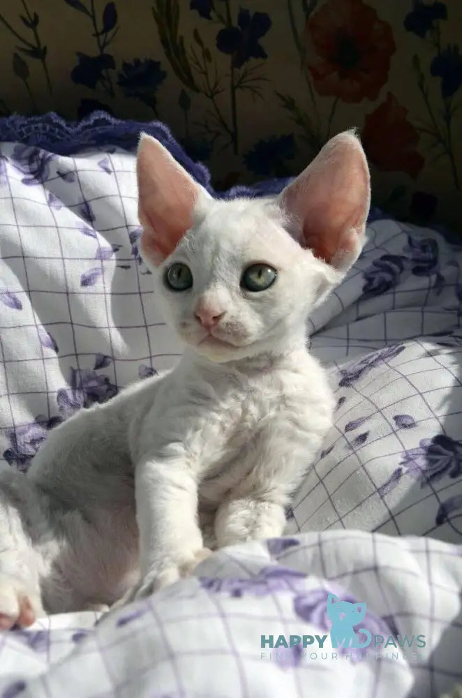 Charlie Devon Rex female white live animals