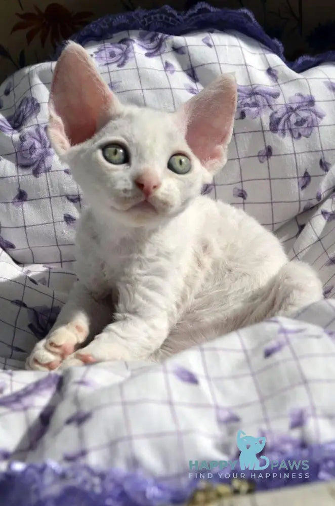 Charlie Devon Rex female white live animals