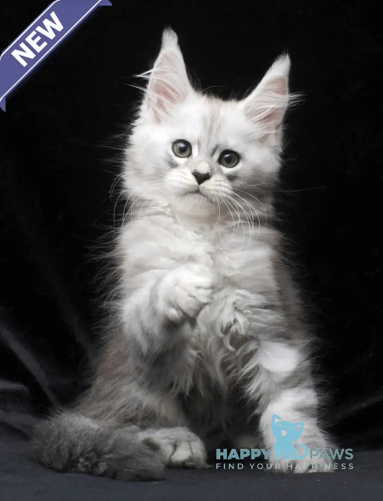 Charlie Maine Coon male blue silver tabby live animals
