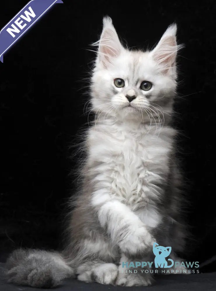 Charlie Maine Coon male blue silver tabby live animals