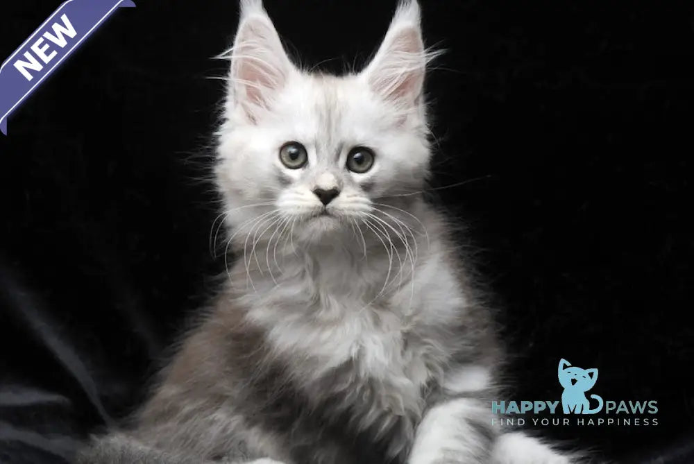 Charlie Maine Coon male blue silver tabby live animals