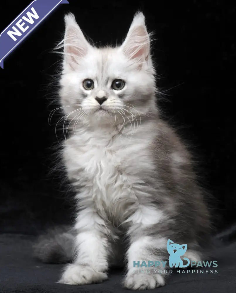 Charlie Maine Coon male blue silver tabby live animals