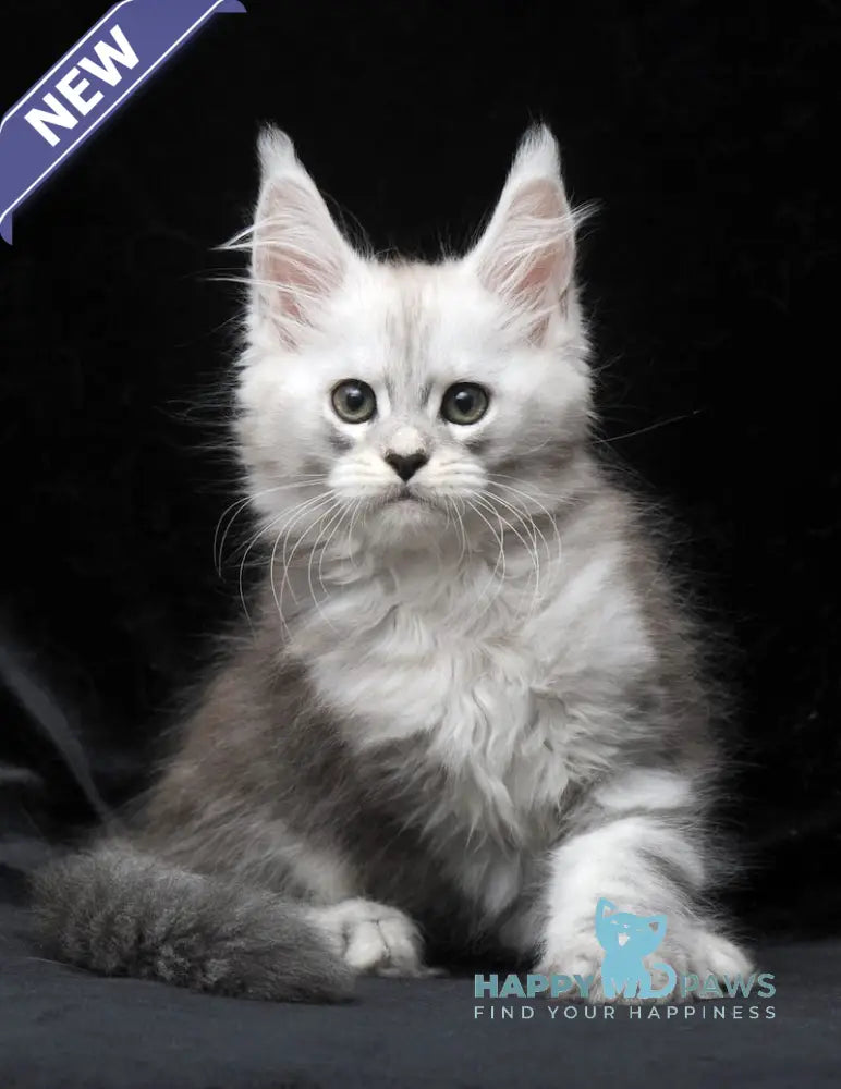 Charlie Maine Coon male blue silver tabby live animals