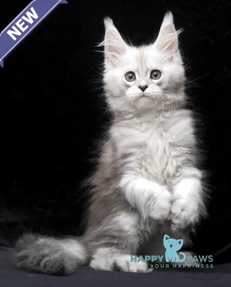 Charlie Maine Coon male blue silver tabby live animals
