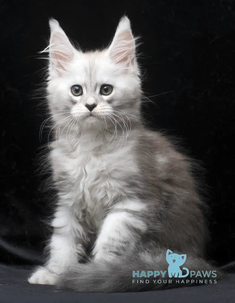 Charlie Maine Coon male blue silver tabby live animals