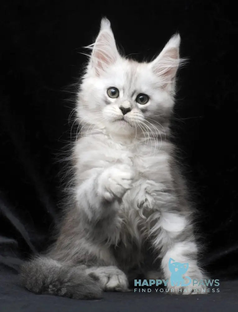 Charlie Maine Coon male blue silver tabby live animals