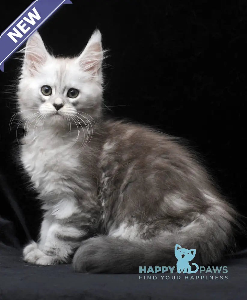 Charlie Maine Coon male blue silver tabby live animals