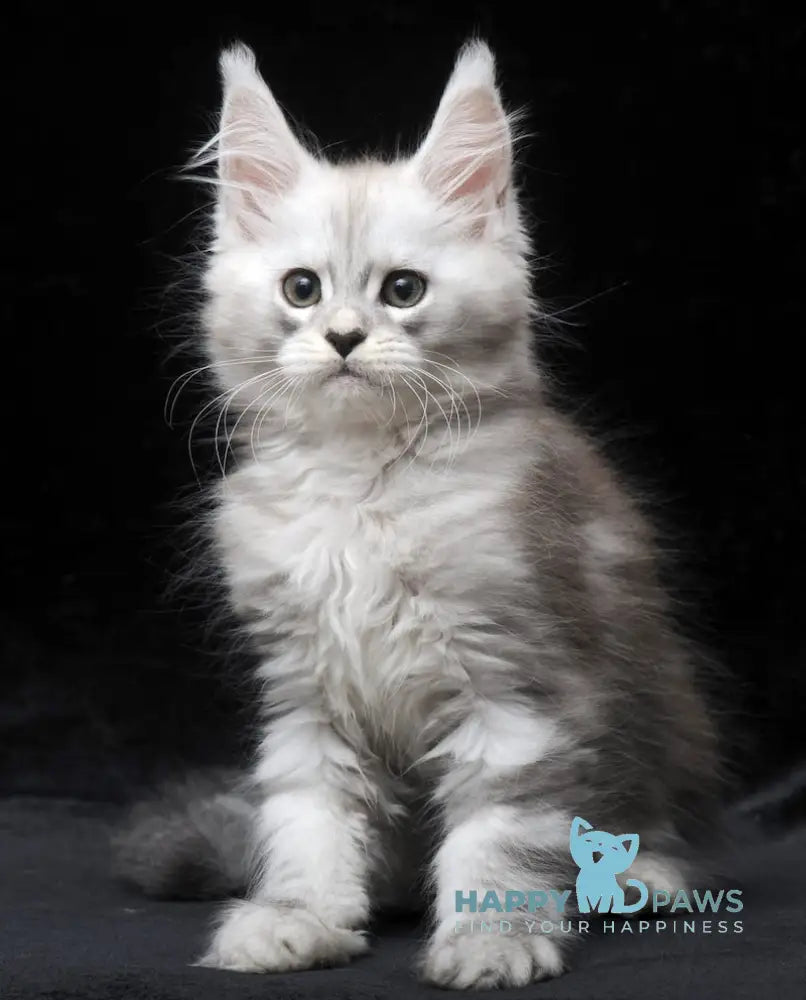 Charlie Maine Coon male blue silver tabby live animals