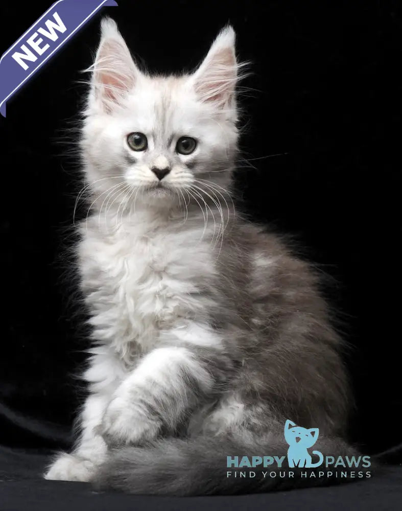 Charlie Maine Coon male blue silver tabby live animals