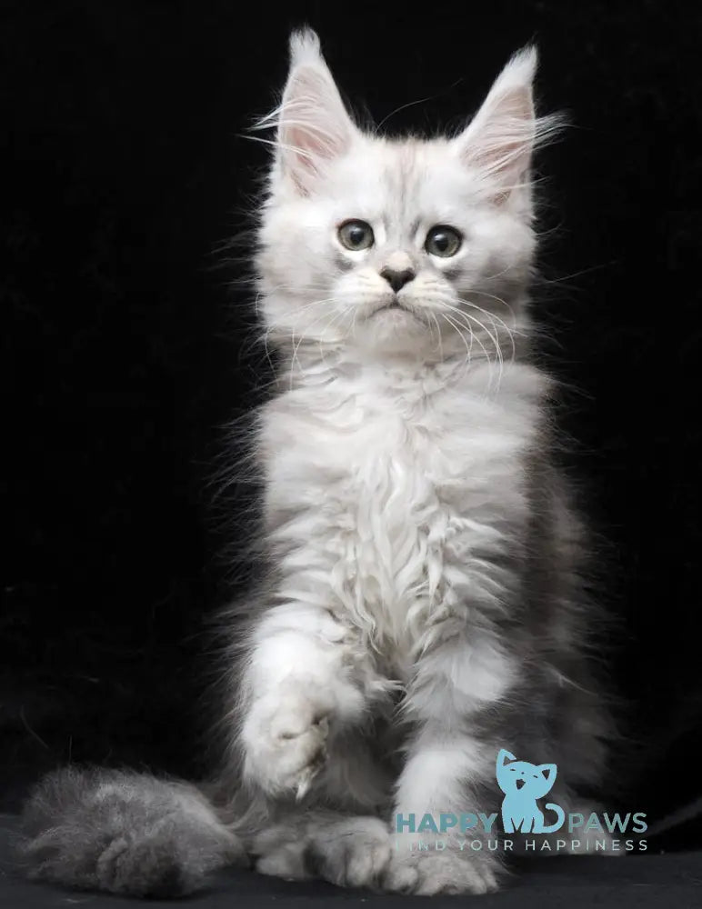Charlie Maine Coon male blue silver tabby live animals