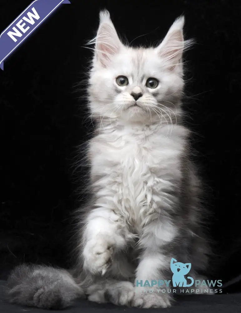 Charlie Maine Coon male blue silver tabby live animals