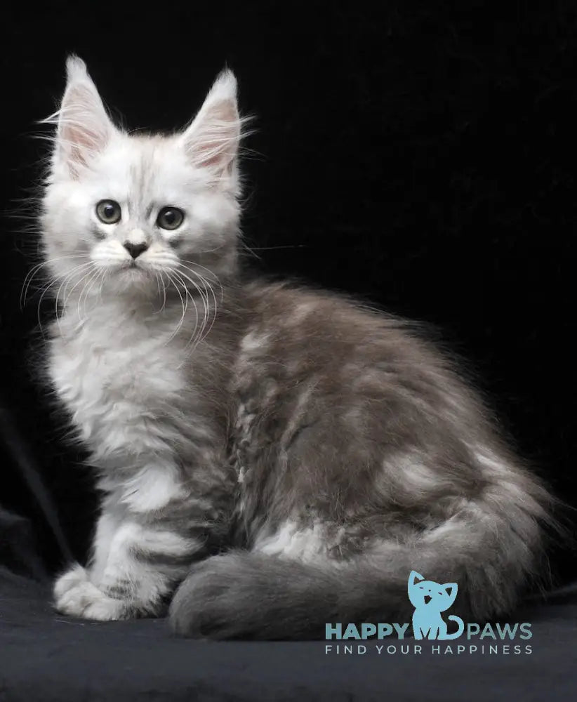 Charlie Maine Coon male blue silver tabby live animals
