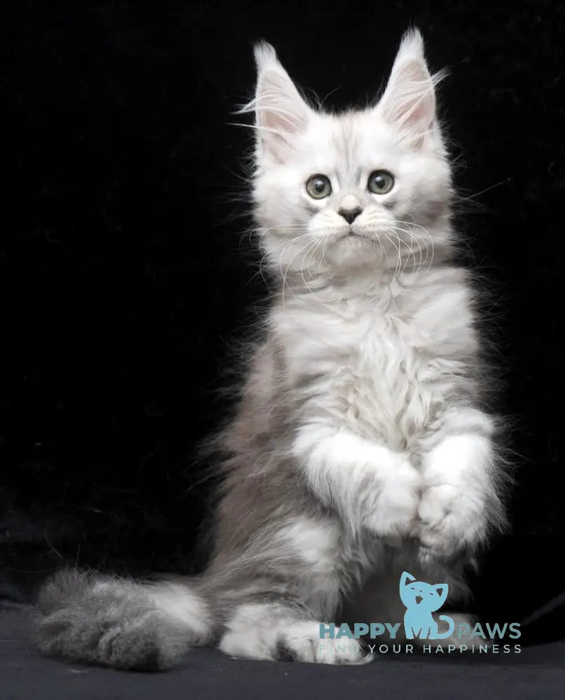 Charlie Maine Coon male blue silver tabby live animals