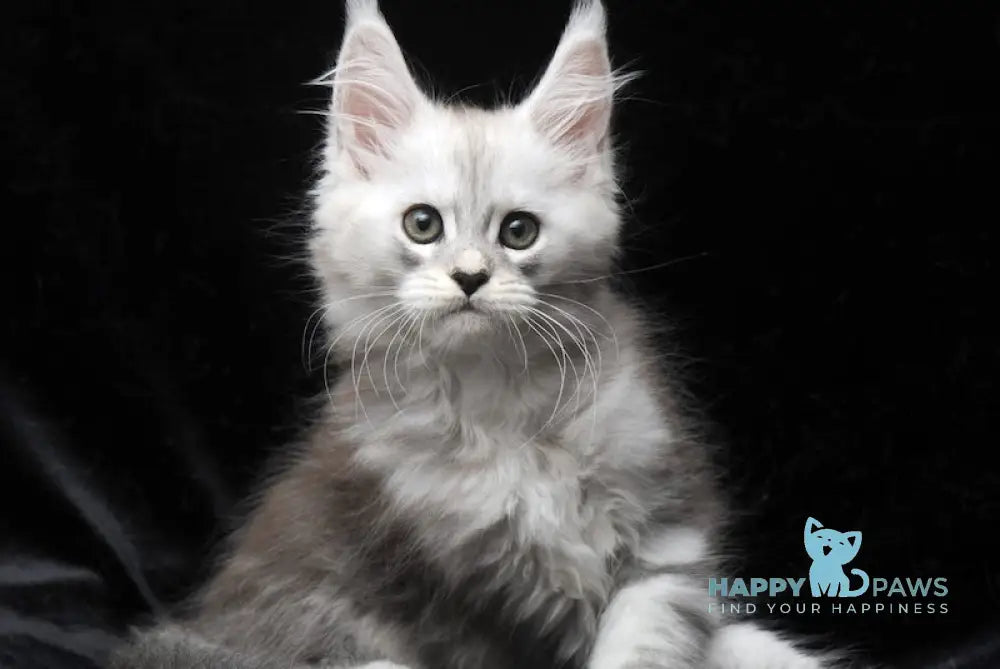 Charlie Maine Coon male blue silver tabby live animals