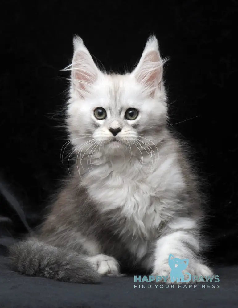 Charlie Maine Coon male blue silver tabby live animals