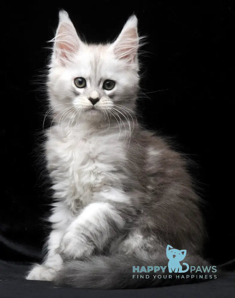Charlie Maine Coon male blue silver tabby live animals