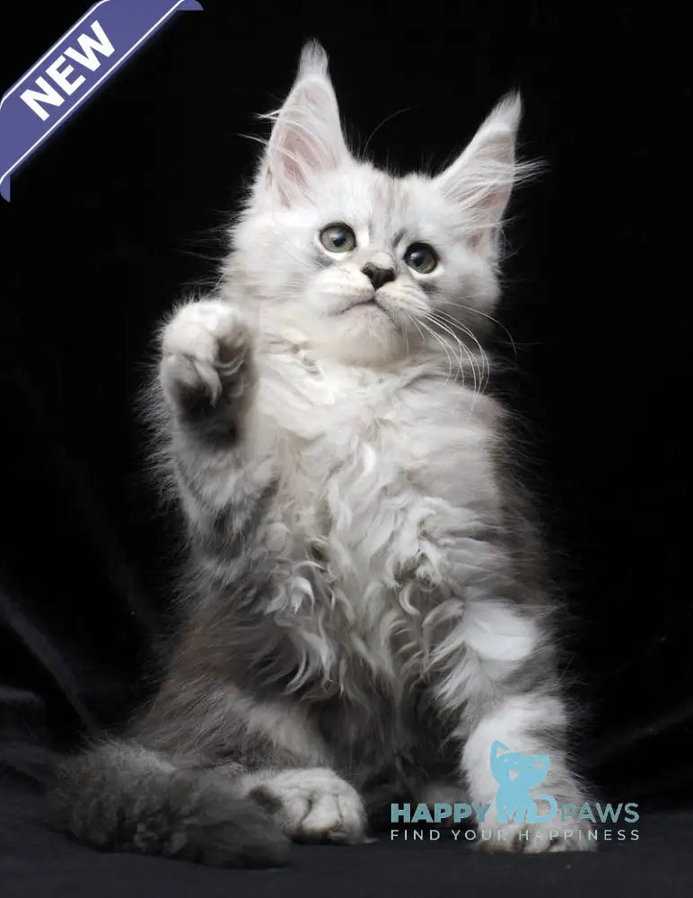 Charlie Maine Coon male blue silver tabby live animals