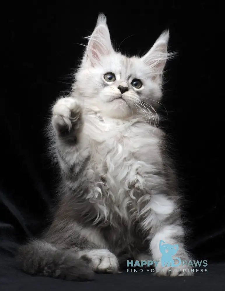 Charlie Maine Coon male blue silver tabby live animals