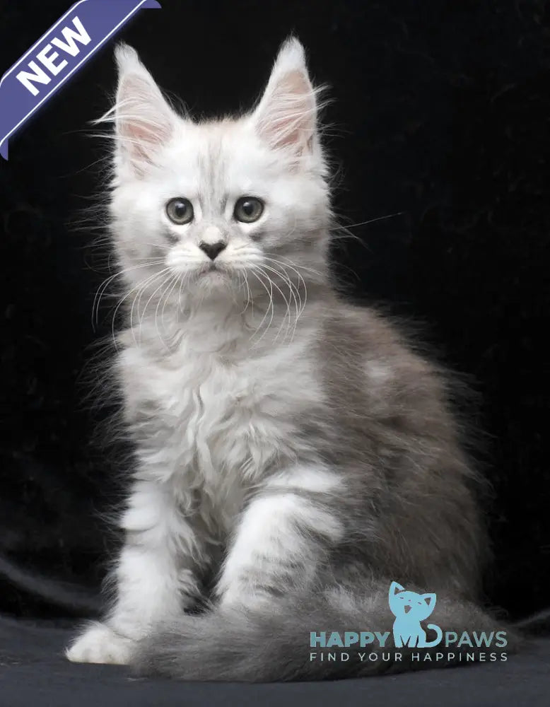 Charlie Maine Coon male blue silver tabby live animals