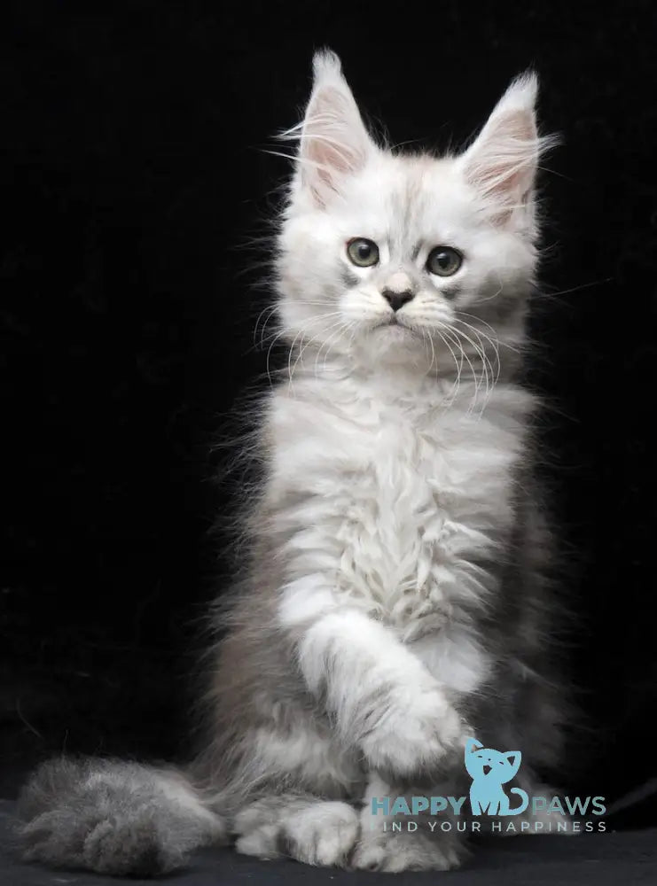 Charlie Maine Coon male blue silver tabby live animals