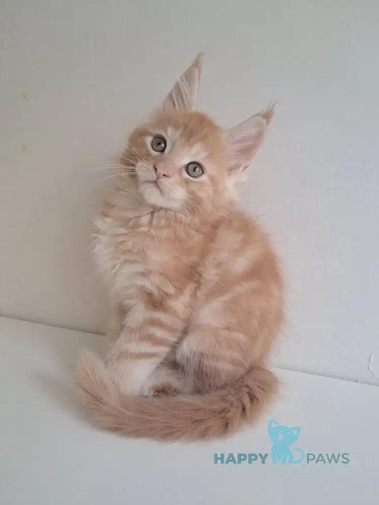 Charlie Maine Coon male red silver tabby live animals