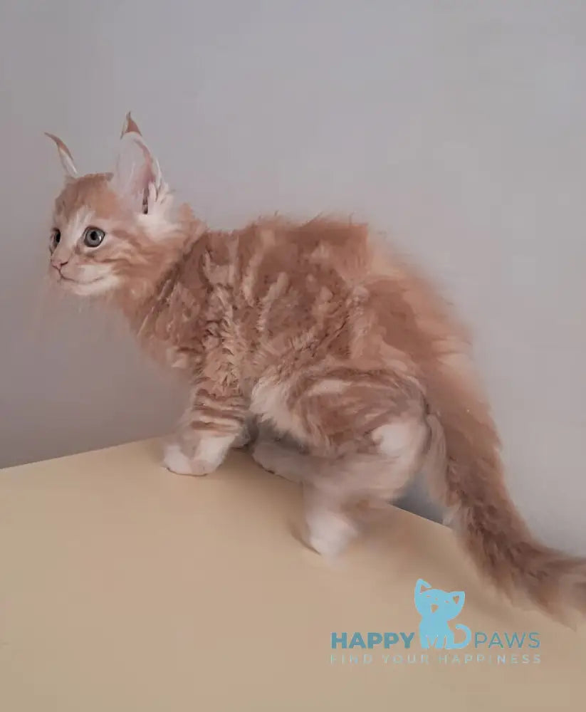 Charlie Maine Coon male red silver tabby live animals