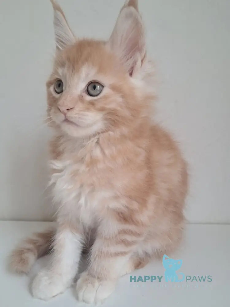 Charlie Maine Coon male red silver tabby live animals