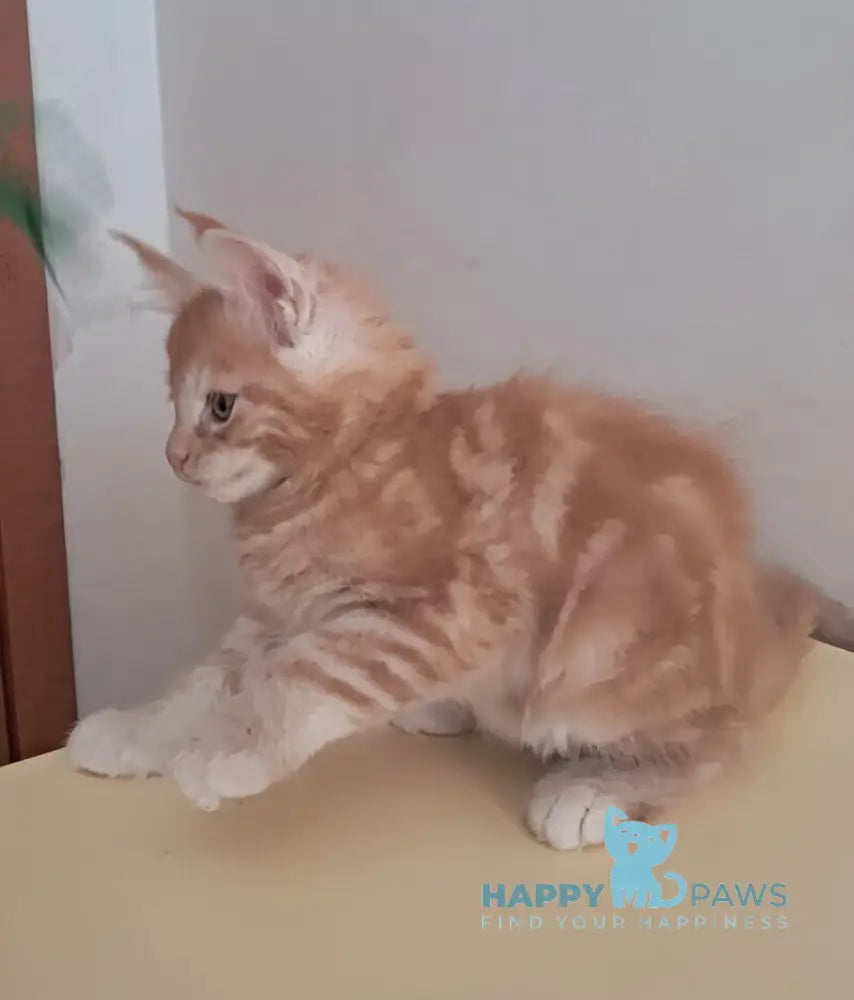 Charlie Maine Coon male red silver tabby live animals