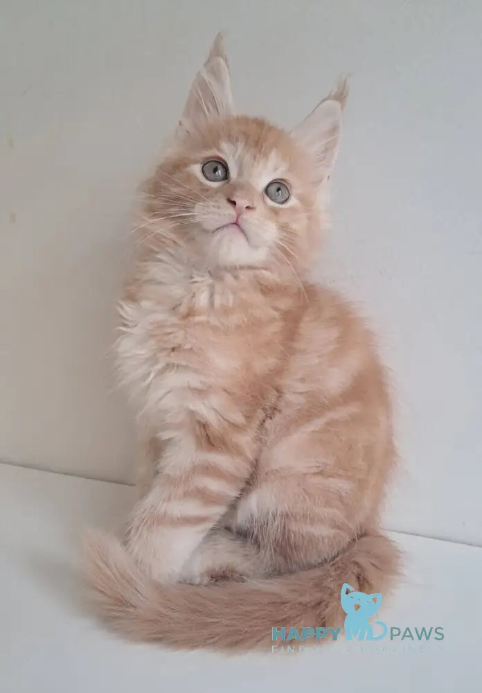 Charlie Maine Coon male red silver tabby live animals