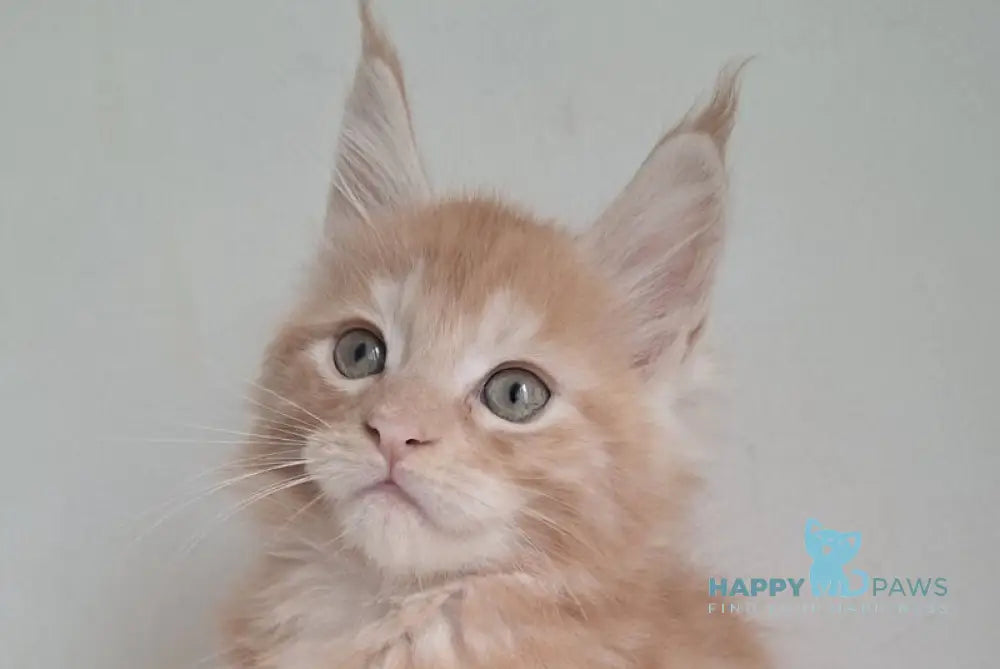 Charlie Maine Coon male red silver tabby live animals