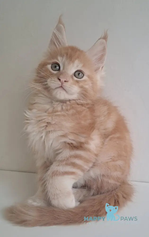 Charlie Maine Coon male red silver tabby live animals