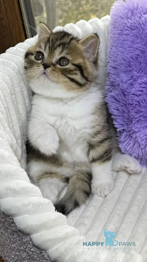 Charlie Scottish Straight male black spotted tabby bicolour live animals